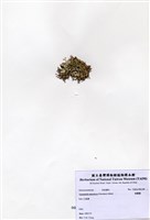 藏品(絲擬藻)的圖片